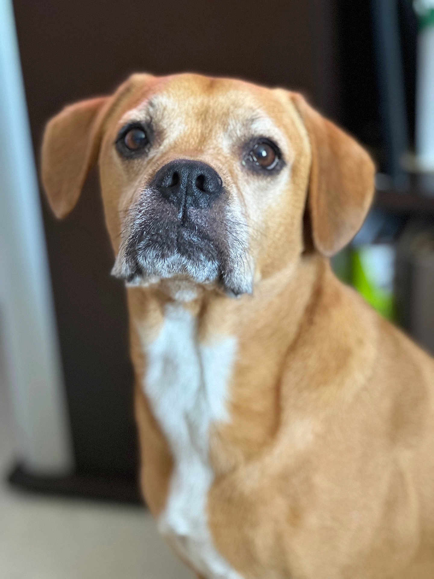 Fox participe au concours pour gagner de l'argent avec cette photo : dog, canine, pet, portrait, indoor, close_up, brown_fur, white_chest, ears, face, eyes, nose, fur, animal, muzzle, looking, sitting, blurry_background, domestic_animal, friendly