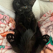 Salem joined the competition — help win amazing prizes! black_kitten, cat, kitten, pet, animal, cute, fluffy, paw, whiskers, fur, relaxed, indoors, blanket, colorful, patterned, cozy, small, young, resting, curious