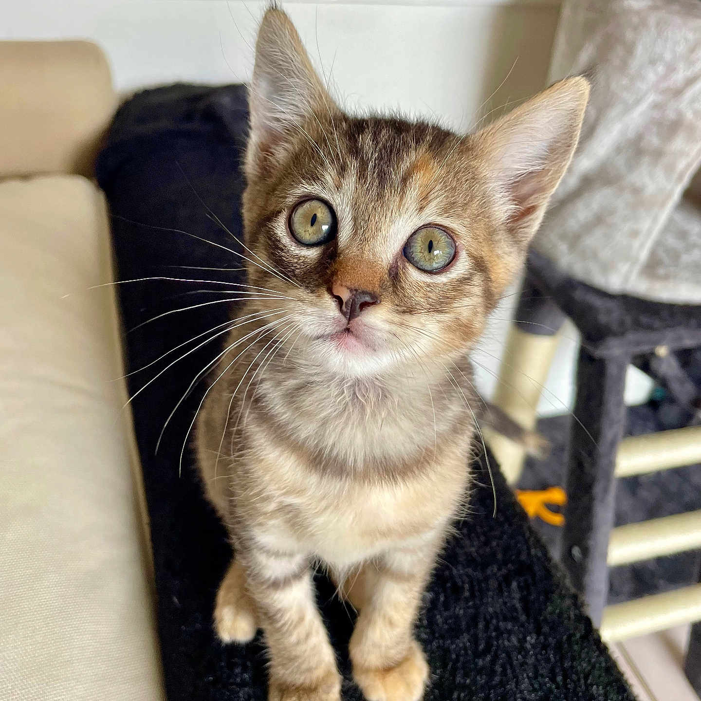 Milo participe au concours pour gagner de l'argent avec cette photo : abyssinian, animal, cat, couch, furniture, kitten, manx, pet