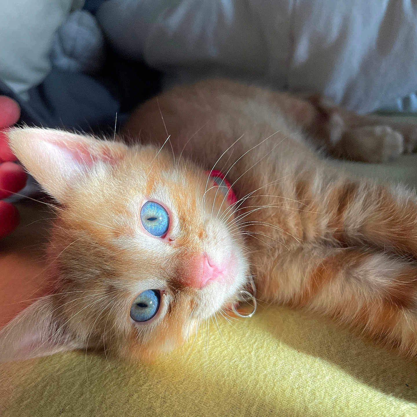Nala