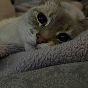 Storm joined the competition — help win amazing prizes! animal, blanket, cat, close_up, cozy, cute, ears, face, feline, fur, indoor, lying_down, nostrils, pet, relaxed, resting, sleepy, soft, texture, whiskers