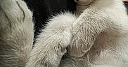 Storm is registered to the contest to win money with this photo: animal, cat, close_up, cozy, cute, domestic_animal, ears, feline, fluffy, indoors, kitten, paw, pet, relaxed, resting, sleepy, soft_fur, whiskers, white_fur, young_animal