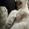 animal, cat, close_up, cozy, cute, domestic_animal, ears, feline, fluffy, indoors, kitten, paw, pet, relaxed, resting, sleepy, soft_fur, whiskers, white_fur, young_animal