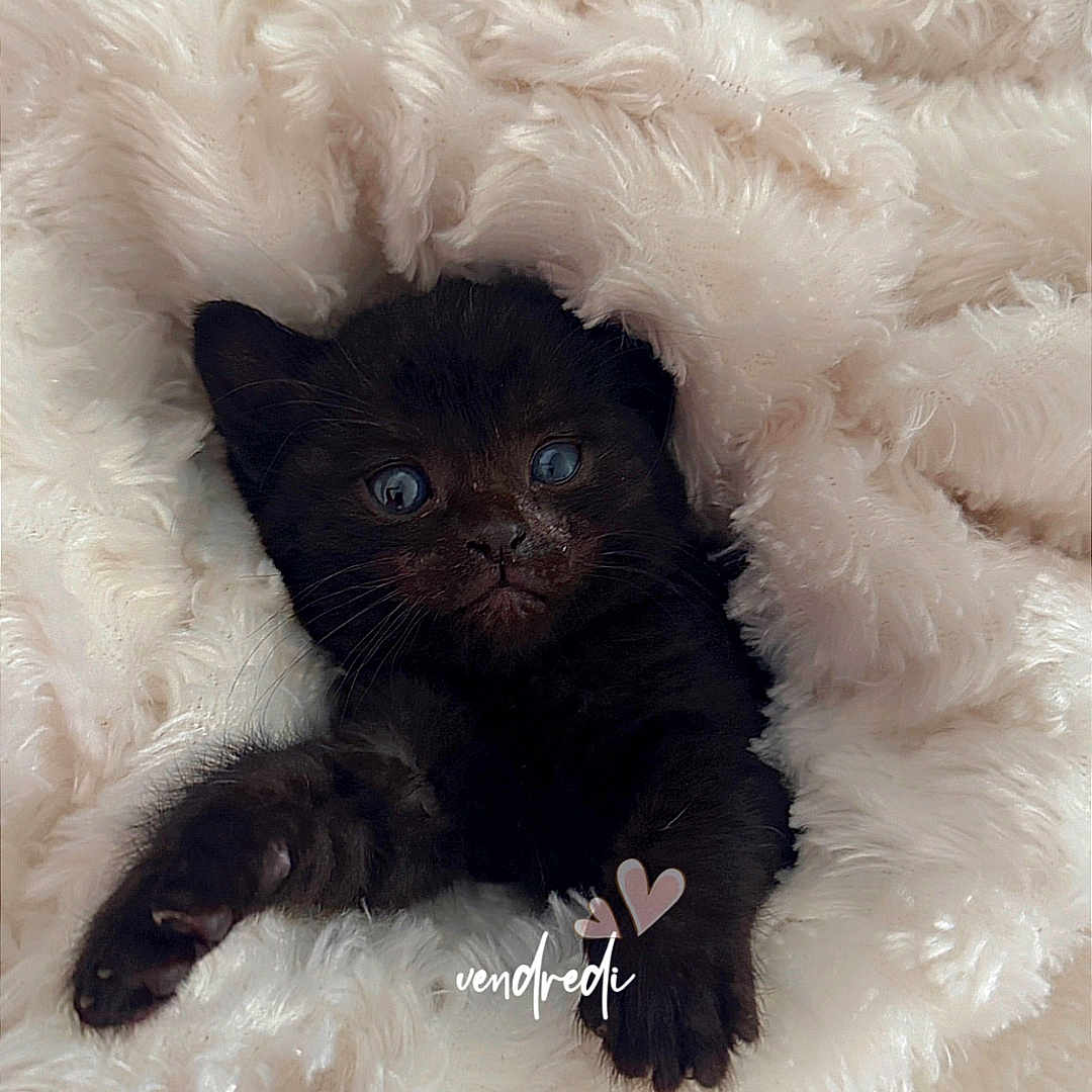 Nala participe au concours pour gagner de l'argent avec cette photo : abyssinian, animal, blackcat, blanket, canine, cat, clothing, dog, fur, homedecor, kitten, manx, pet, quilt, siamese