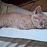 kitten, sleeping, cat, feline, paper_towel, resting, indoor, cozy, fur, cute, pet, animal, young, light_orange, relaxed, soft, close_up, domestic_cat, small, peaceful
