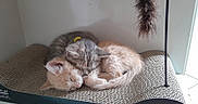 Gizmo participe au concours pour gagner de l'argent avec cette photo : animal, cat, companion, cozy, cute, feather, feline, fur, gray_tabby, indoor, kitten, nap, orange_cat, paw, pet, resting, scratching_pad, sleeping, toy, whiskers
