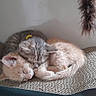 kitten, cat, sleeping, nap, cozy, scratching_pad, gray_tabby, orange_cat, feline, fur, cute, pet, indoor, resting, paw, whiskers, toy, feather, animal, companion