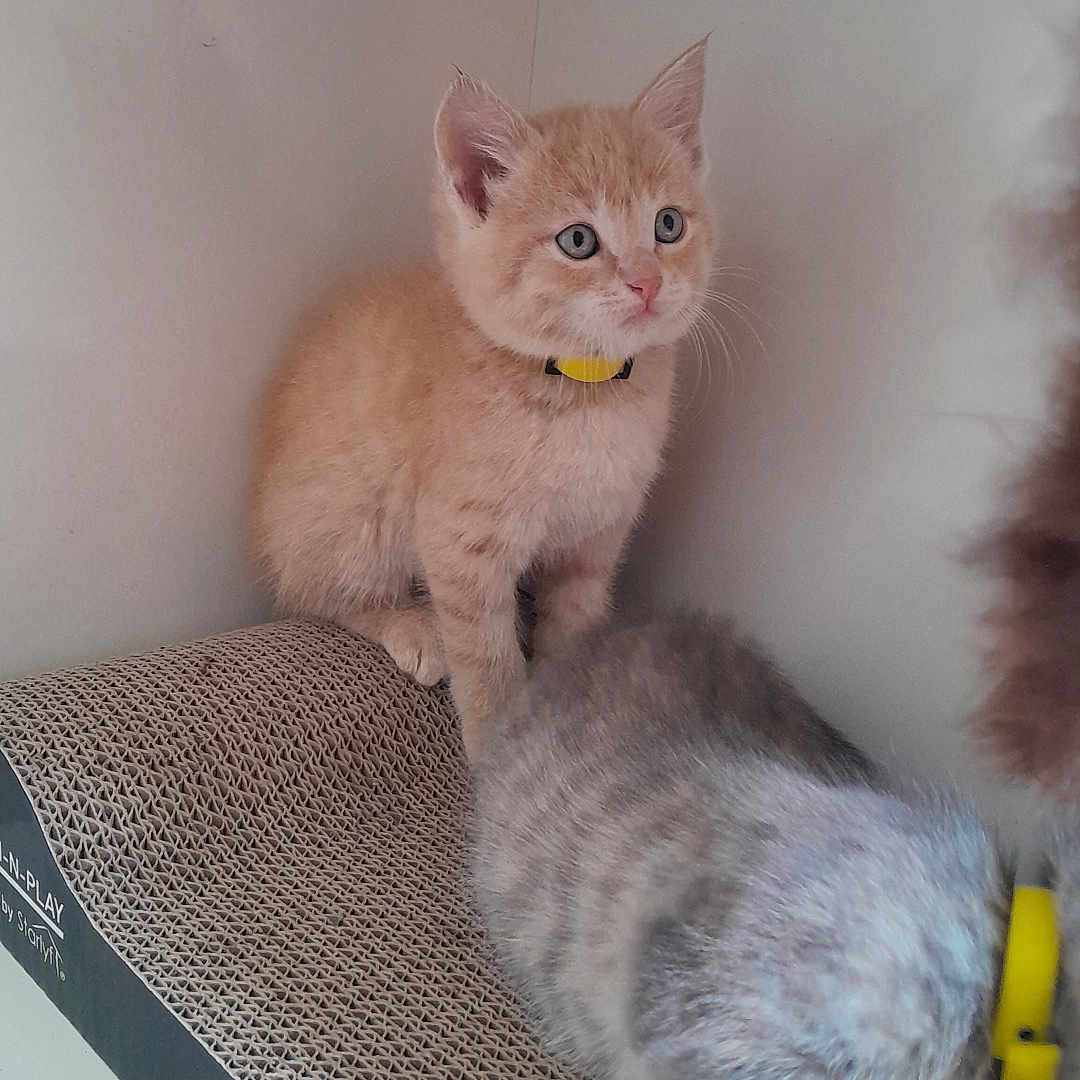 Gizmo