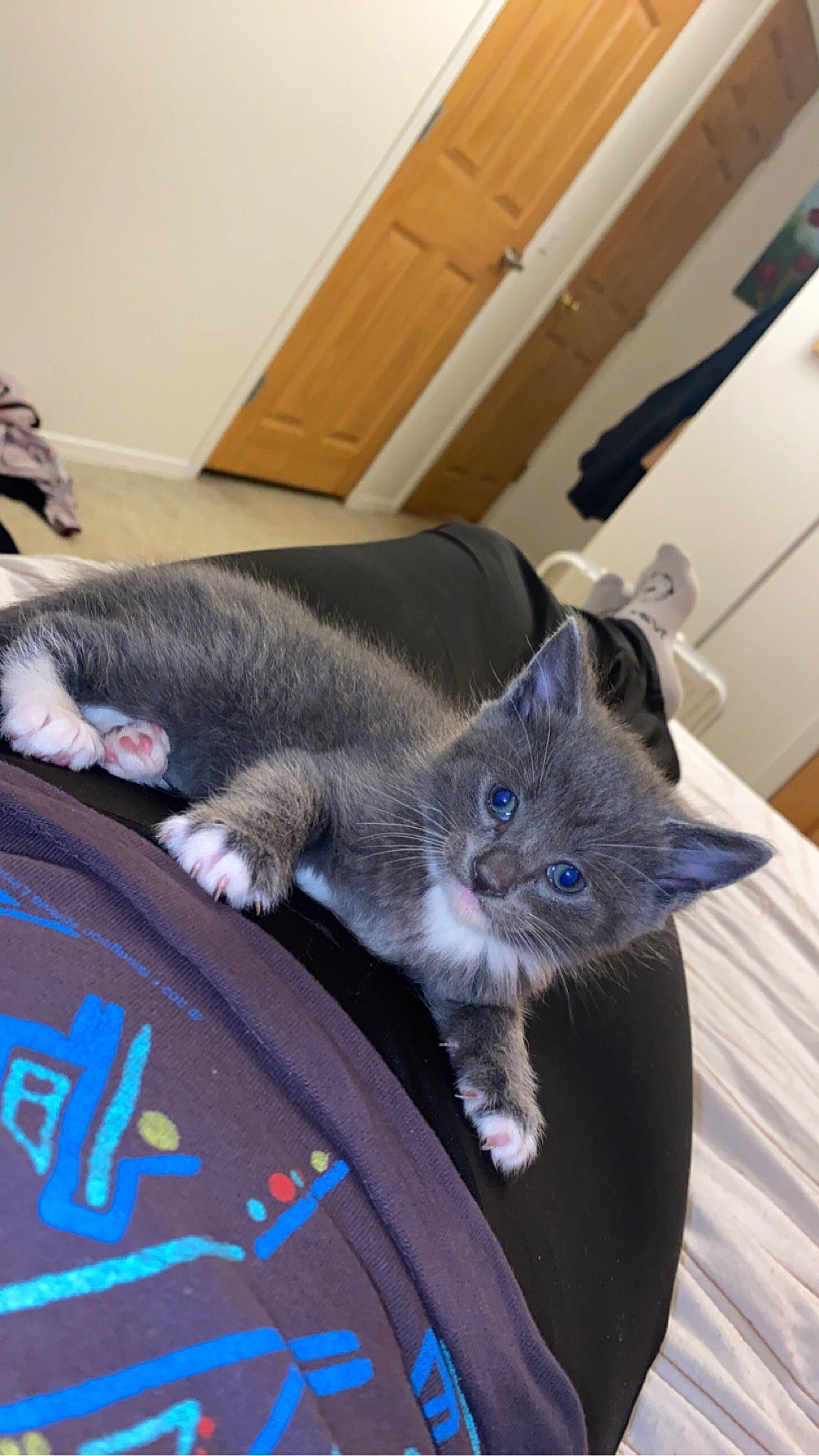 Binxy is registered to the contest to win money with this photo: black_cat, canidae, carnivore, cat, claw, comfort, dog_breed, domestic_short_haired_cat, electric_blue, felidae, flooring, fur, grey, paw, russian_blue, small_to_medium_sized_cats, snout, tail, whiskers, wood