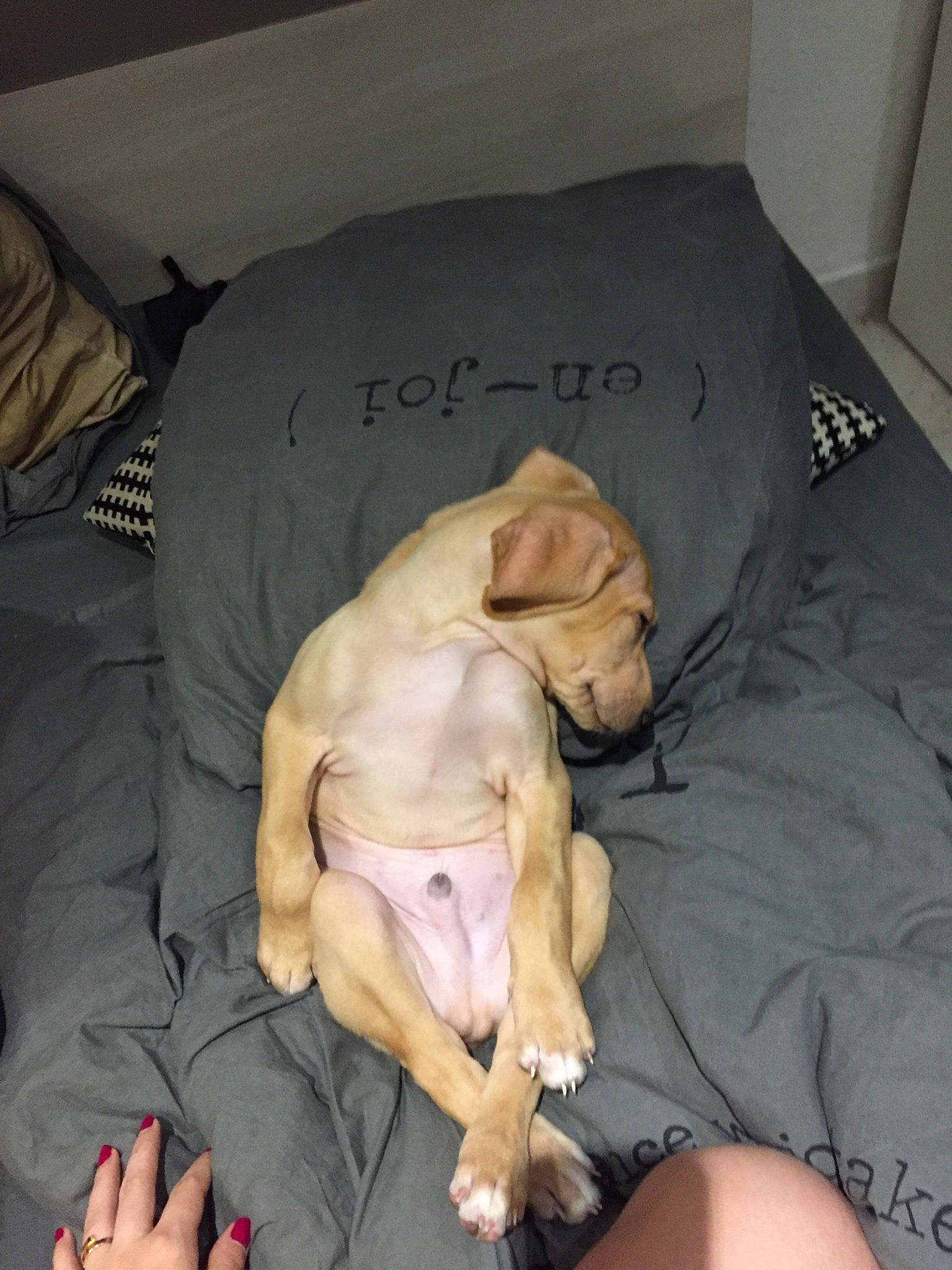 Narcos participe au concours pour gagner de l'argent avec cette photo : bed, bedding, carnivore, comfort, companion_dog, dog, dog_breed, dog_supply, fawn, felidae, fur, guard_dog, linens, nap, paw, room, snout, sporting_group, toy_dog, working_animal