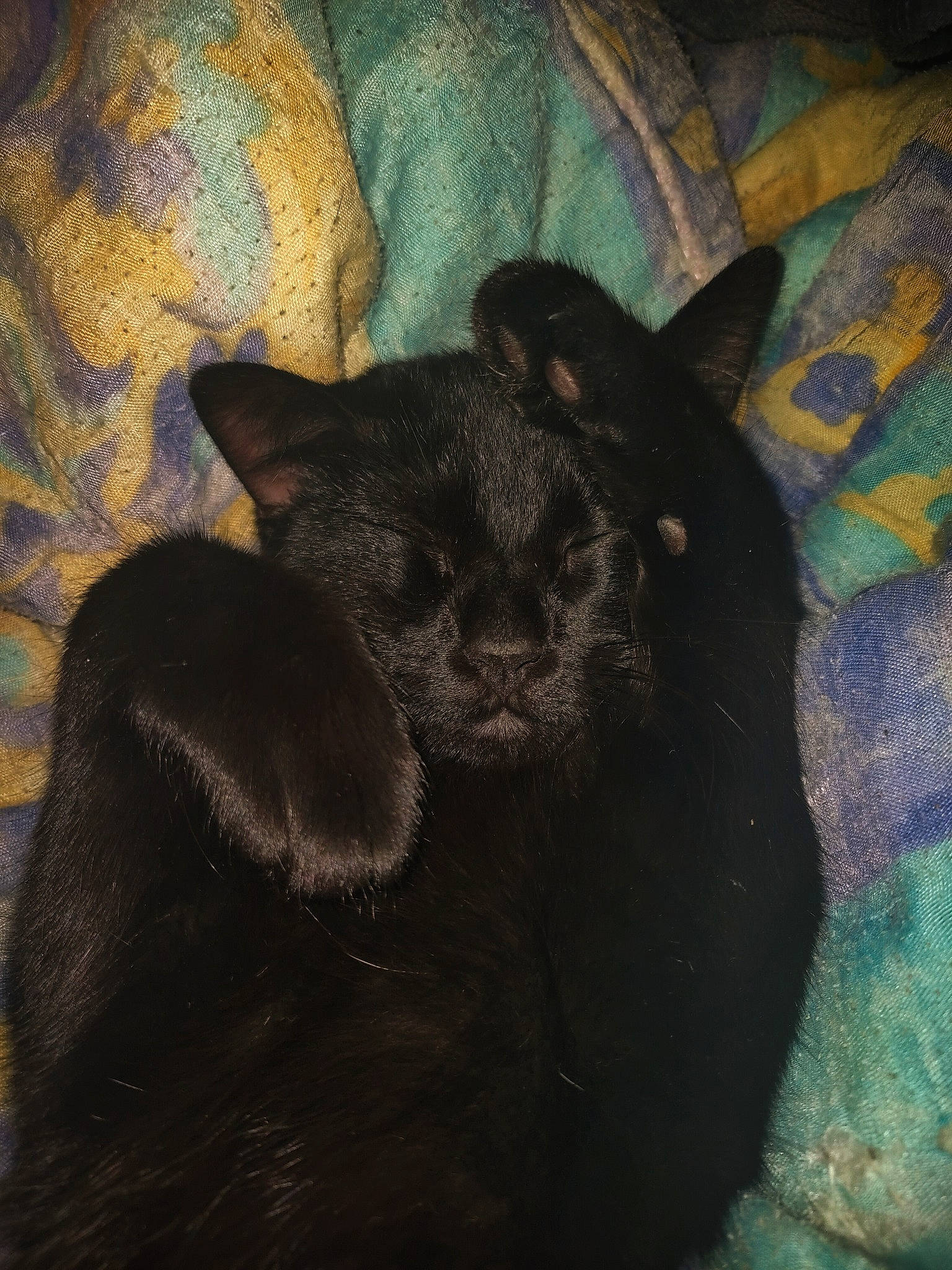 Bruce a rejoint le concours — aidez-le/la à gagner de superbes lots ! black_cat, bombay, carnivore, cat, comfort, dog_breed, domestic_short_haired_cat, fawn, felidae, mammal, painting, small_to_medium_sized_cats, snout, tail, terrestrial_animal, tints_and_shades, vertebrate, visual_arts, whiskers, window