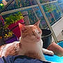 cat, orange_and_white_cat, pet, animal, relaxed, sunlight, balcony, plants, flower_pots, greenery, outdoor, resting, feline, close_up, domestic_cat, nature, peaceful, daylight, fur, whiskers