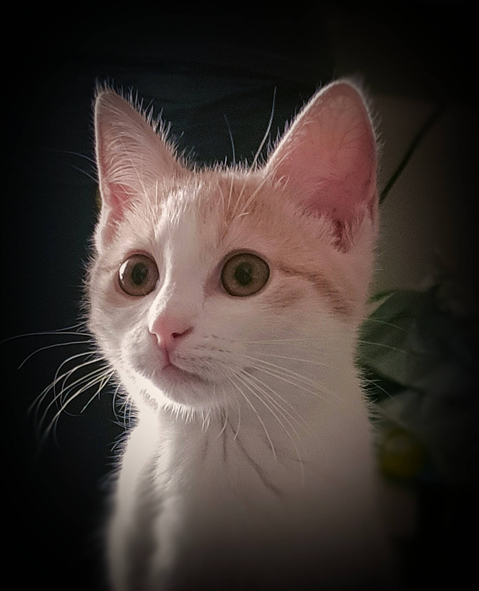 Selina participe au concours pour gagner de l'argent avec cette photo : carnivore, cat, darkness, domestic_short_haired_cat, ear, eye, eyelash, felidae, fur, head, human_body, iris, macro_photography, paw, small_to_medium_sized_cats, snout, tail, terrestrial_animal, whiskers, window