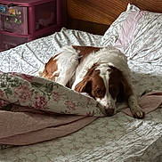 Ellie Mae is registered to the contest to win money with this photo: dog, bed, bedding, floral_pattern, blanket, pillow, alarm_clock, drawer, furniture, wooden_headboard, indoor, resting, pet, canine, sleepy, cozy, relaxed, home, pink, white