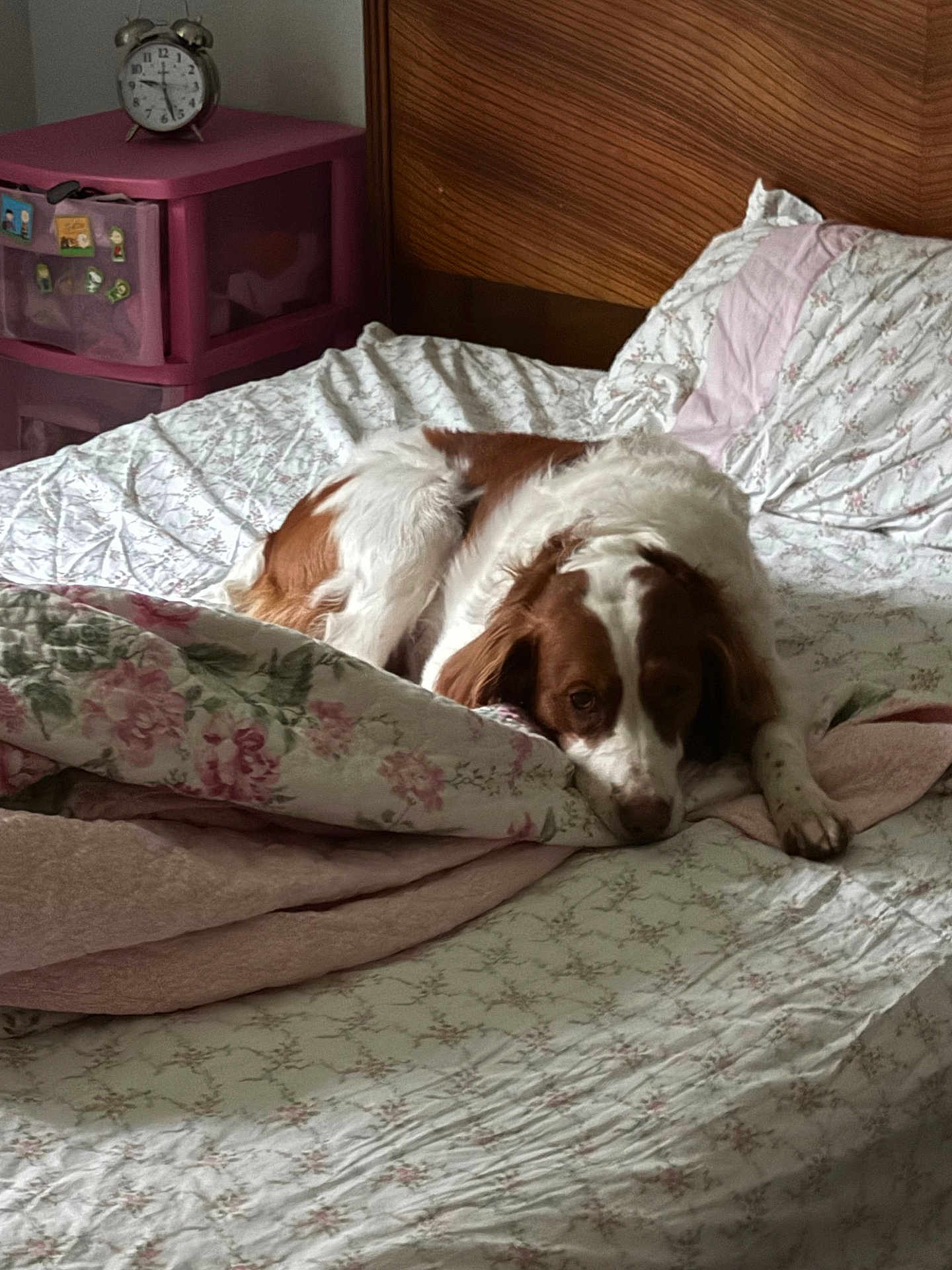 Ellie Mae is registered to the contest to win money with this photo: dog, bed, bedding, floral_pattern, blanket, pillow, alarm_clock, drawer, furniture, wooden_headboard, indoor, resting, pet, canine, sleepy, cozy, relaxed, home, pink, white