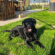 Tino a rejoint le concours — aidez-le/la à gagner de superbes lots ! dog, black_dog, grass, outdoor, sunlight, garden, happy, pet, canine, lawn, relaxed, nature, daytime, wooden_chair, flower_pot, fence, blue_sky, smiling, sunny, yard