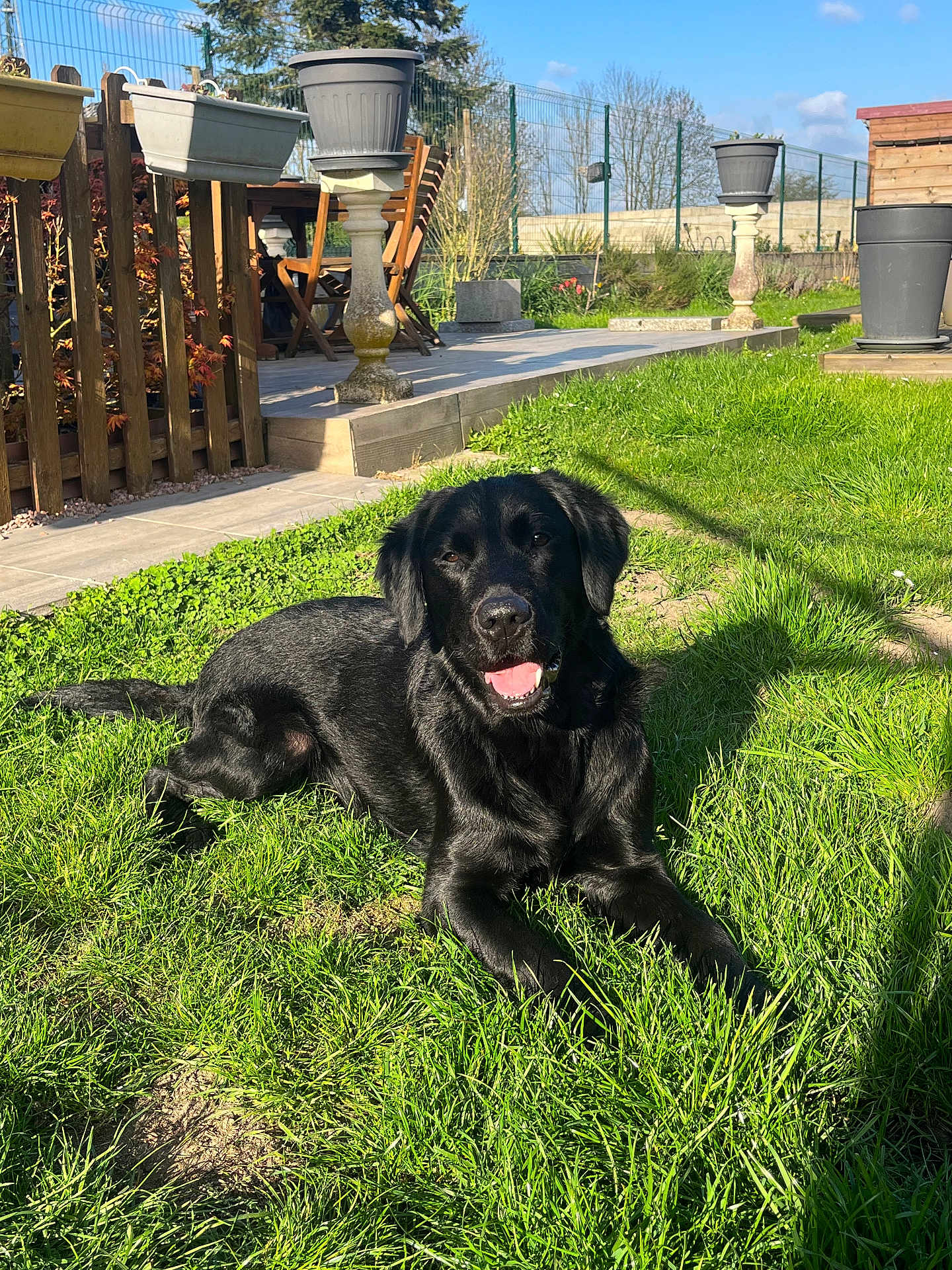 Tino a rejoint le concours — aidez-le/la à gagner de superbes lots ! dog, black_dog, grass, outdoor, sunlight, garden, happy, pet, canine, lawn, relaxed, nature, daytime, wooden_chair, flower_pot, fence, blue_sky, smiling, sunny, yard