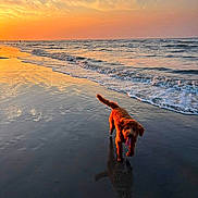 Winston joined the competition — help win amazing prizes! dog, beach, sunset, ocean, waves, water, reflection, sand, sky, clouds, outdoor, animal, pet, curly_fur, tongue, walking, nature, shoreline, sunset_colors, happy