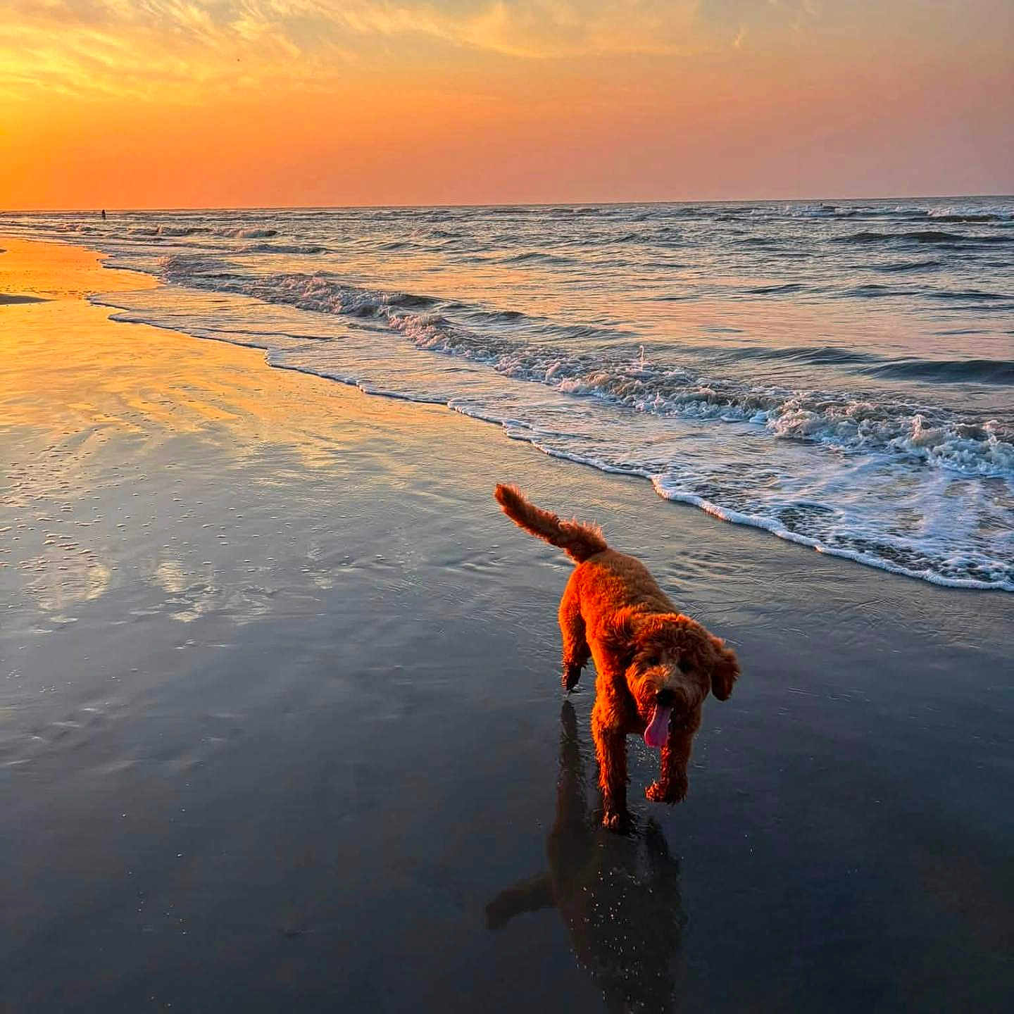 Winston joined the competition — help win amazing prizes! dog, beach, sunset, ocean, waves, water, reflection, sand, sky, clouds, outdoor, animal, pet, curly_fur, tongue, walking, nature, shoreline, sunset_colors, happy