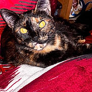 Xena joined the competition — help win amazing prizes! cat, tortoiseshell, pet, animal, yellow_eyes, close_up, blanket, red, white, pattern, feline, indoor, resting, cute, whiskers, ears, fur, domestic, cozy, photo_frame