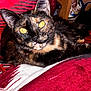 cat, tortoiseshell, pet, animal, yellow_eyes, close_up, blanket, red, white, pattern, feline, indoor, resting, cute, whiskers, ears, fur, domestic, cozy, photo_frame