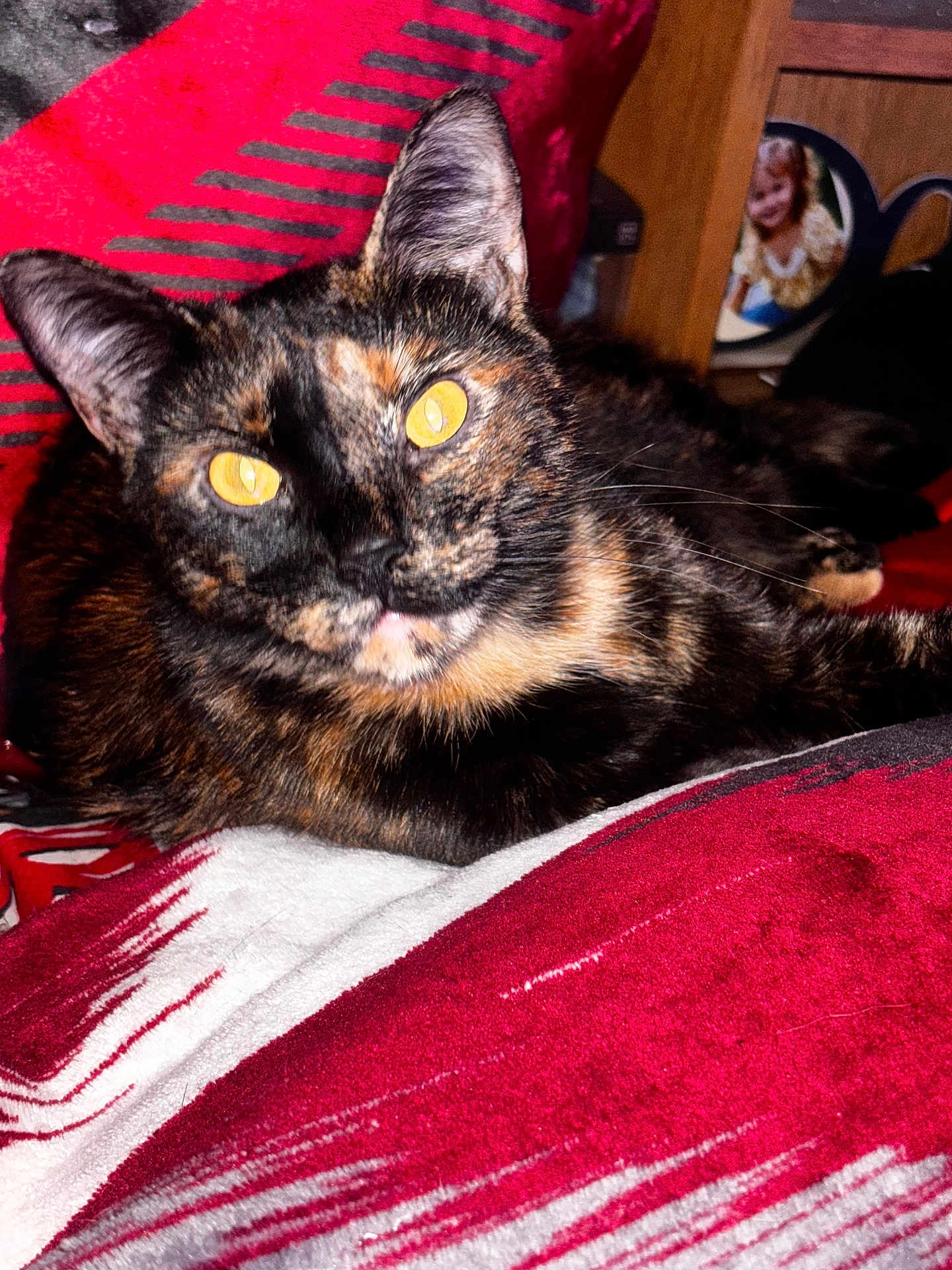 Xena joined the competition — help win amazing prizes! cat, tortoiseshell, pet, animal, yellow_eyes, close_up, blanket, red, white, pattern, feline, indoor, resting, cute, whiskers, ears, fur, domestic, cozy, photo_frame