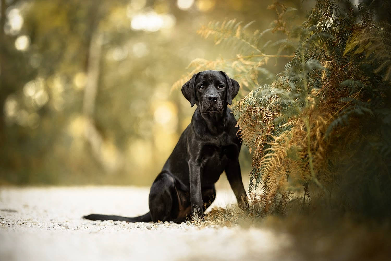 Topaze participe au concours pour gagner de l'argent avec cette photo : carnivore, companion_dog, darkness, dog, dog_breed, fawn, forest, grass, guard_dog, gun_dog, labrador_retriever, landscape, plant, retriever, terrestrial_animal, tints_and_shades, tree, wildlife, wood, working_animal