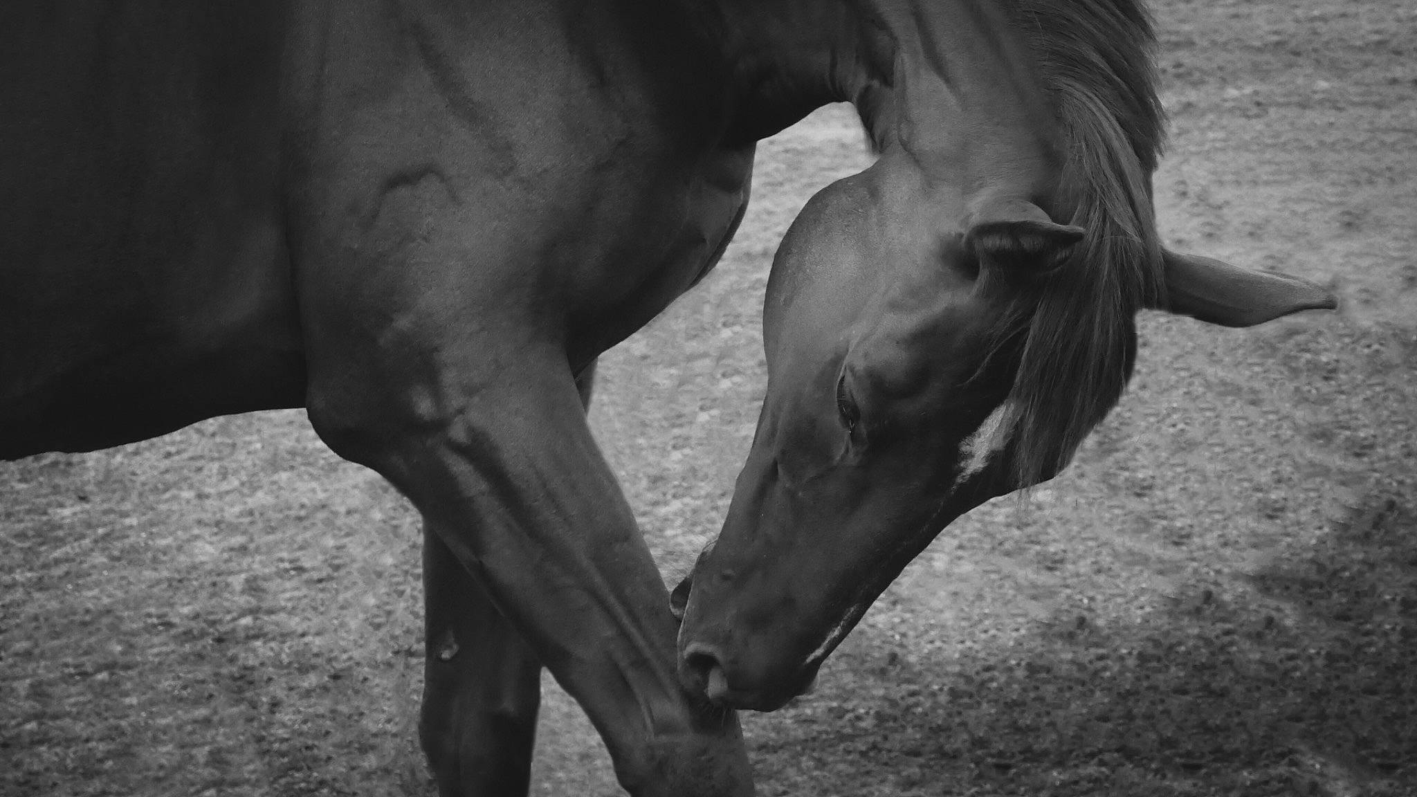 Cory participe au concours pour gagner de l'argent avec cette photo : black_and_white, horse, horse_supplies, mammal, mane, mare, monochrome, monochrome_photography, mustang_horse, photography, snout, stallion, vertebrate, wildlife