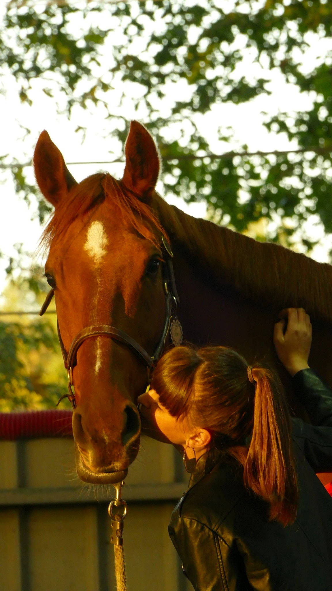 Cory participe au concours pour gagner de l'argent avec cette photo : bit, bridle, halter, horse, horse_harness, horse_supplies, horse_tack, liver, mammal, mane, mare, mustang_horse, neck, organism, rein, snout, sorrel, stallion