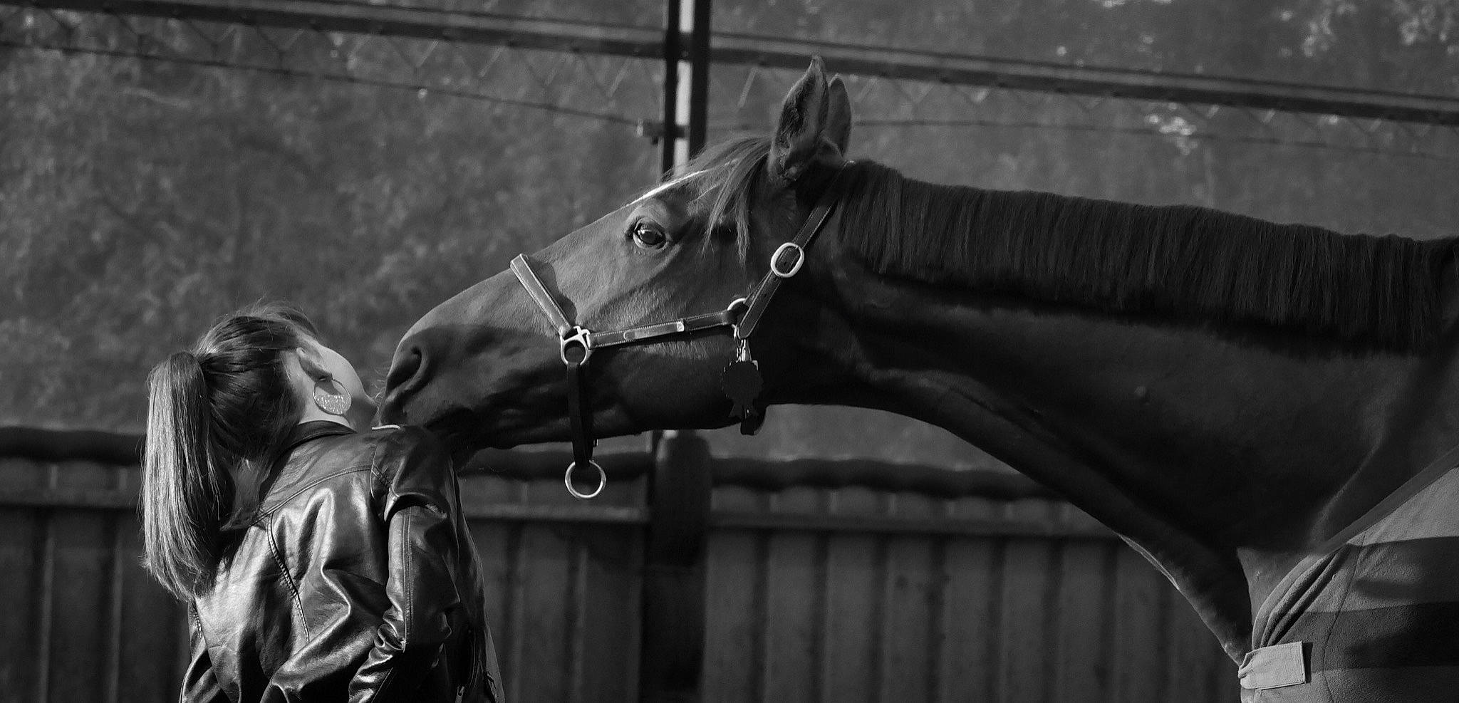 Cory a rejoint le concours — aidez-le/la à gagner de superbes lots ! bit, black, black_and_white, bridle, halter, horse, horse_harness, horse_supplies, horse_tack, horse_trainer, mammal, mane, mare, monochrome, monochrome_photography, photography, rein, snout, stallion, stock_photography