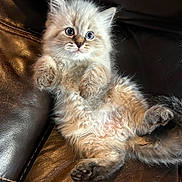 David joined the competition — help win amazing prizes! kitten, cat, fluffy, fur, pet, animal, cute, leather, couch, indoor, relaxed, wide_eyes, small_paws, mammal, young, feline, whiskers, sitting, cozy, playful