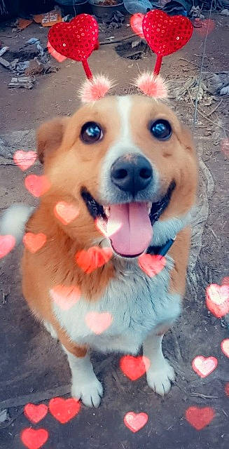 Fisher is registered to the contest to win money with this photo: canidae, carnivore, companion_dog, dog, dog_breed, dog_clothes, dog_supply, fawn, fun, fur, happy, orange, paw, pink, snapshot, snout, sporting_group, toy, whiskers, working_animal