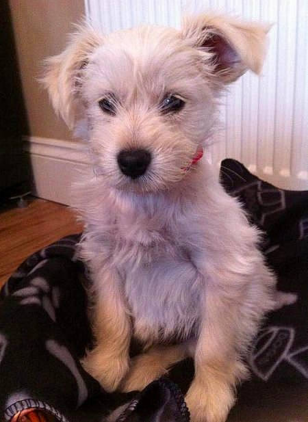 Wishbone is registered to the contest to win money with this photo: biewer_terrier, canidae, carnivore, companion_dog, dog, dog_breed, dog_supply, fur, maltepoo, non_sporting_group, puppy, small_terrier, snout, sporting_group, terrier, toy_dog, working_animal, yorkipoo