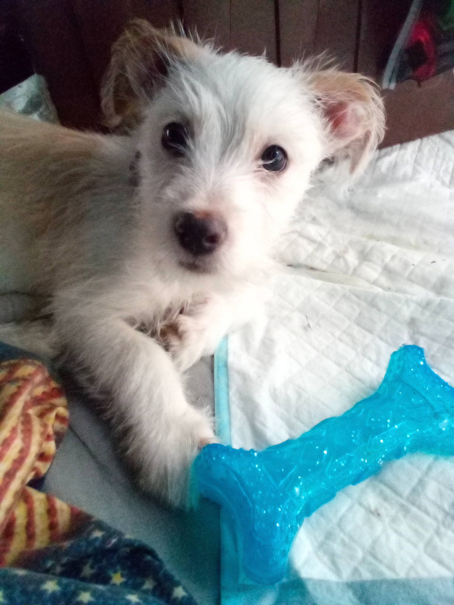 Wishbone is registered to the contest to win money with this photo: canidae, carnivore, collar, companion_dog, dog, dog_breed, dog_collar, dog_supply, fur, pattern, paw, puppy_love, schnauzer, small_terrier, snout, sporting_group, terrier, toy_dog, whiskers, working_animal