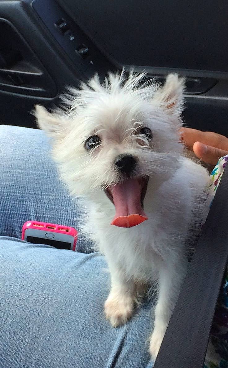 Wishbone joined the competition — help win amazing prizes! canidae, carnivore, companion_dog, dog, dog_breed, fang, felidae, fur, non_sporting_group, paw, small_terrier, snout, sporting_group, terrier, toy_dog, whiskers, working_animal