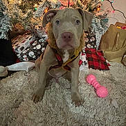 Nuke joined the competition — help win amazing prizes! puppy, dog, christmas_tree, holiday, lights, presents, carpet, toy, pink_toy, decorations, festive, indoor, pet, animal, cute, cozy, wrapped_gifts, fur, sitting, background