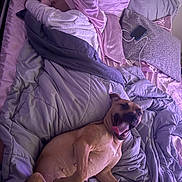 Nala is registered to the contest to win money with this photo: baby, sleeping, blanket, bed, bedding, pillow, dog, lying_down, tongue_out, happy, indoor, phone, charger, striped_pillow, soft_lighting, cozy, relaxed, pet, child, resting