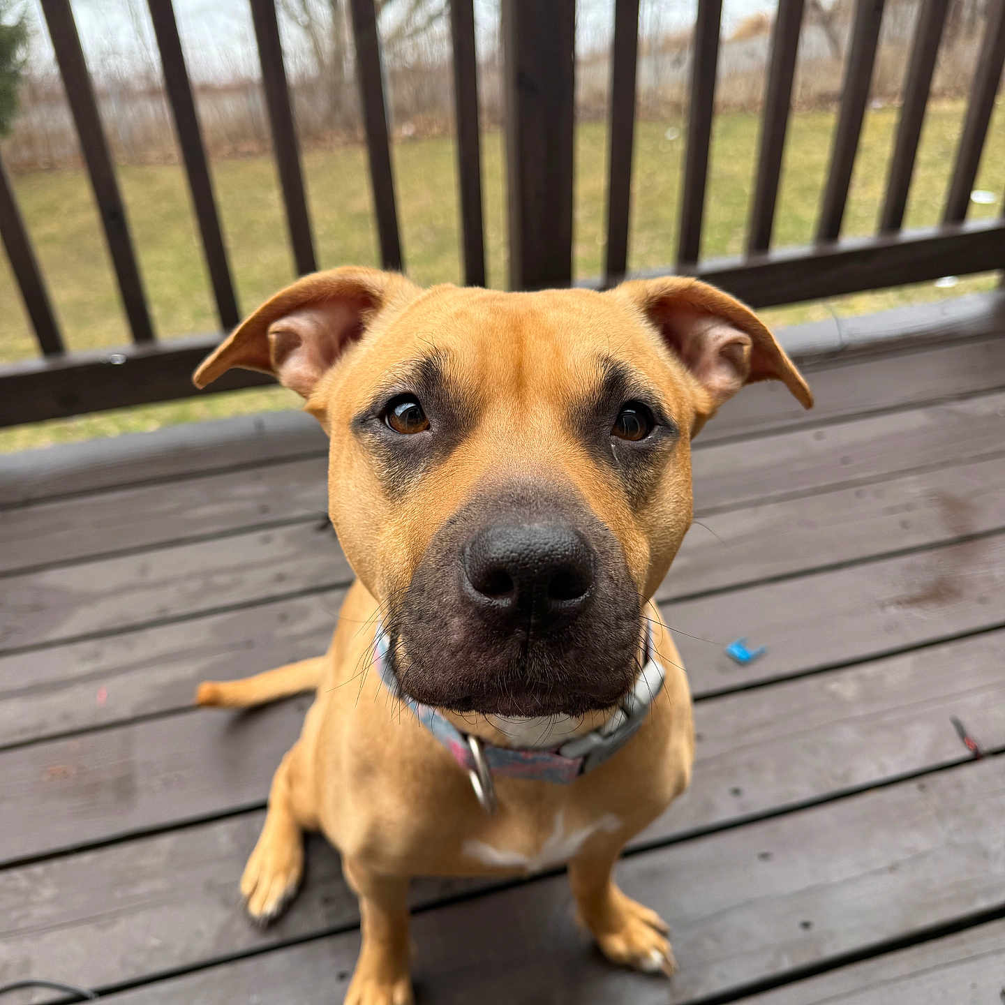 Nala joined the competition — help win amazing prizes! attention, background, canine, closeup, collar, daylight, dog, ears, eyes, fur, nature, nose, outdoor, pet, portrait, railing, sitting, tail, tan_coat, wooden_deck