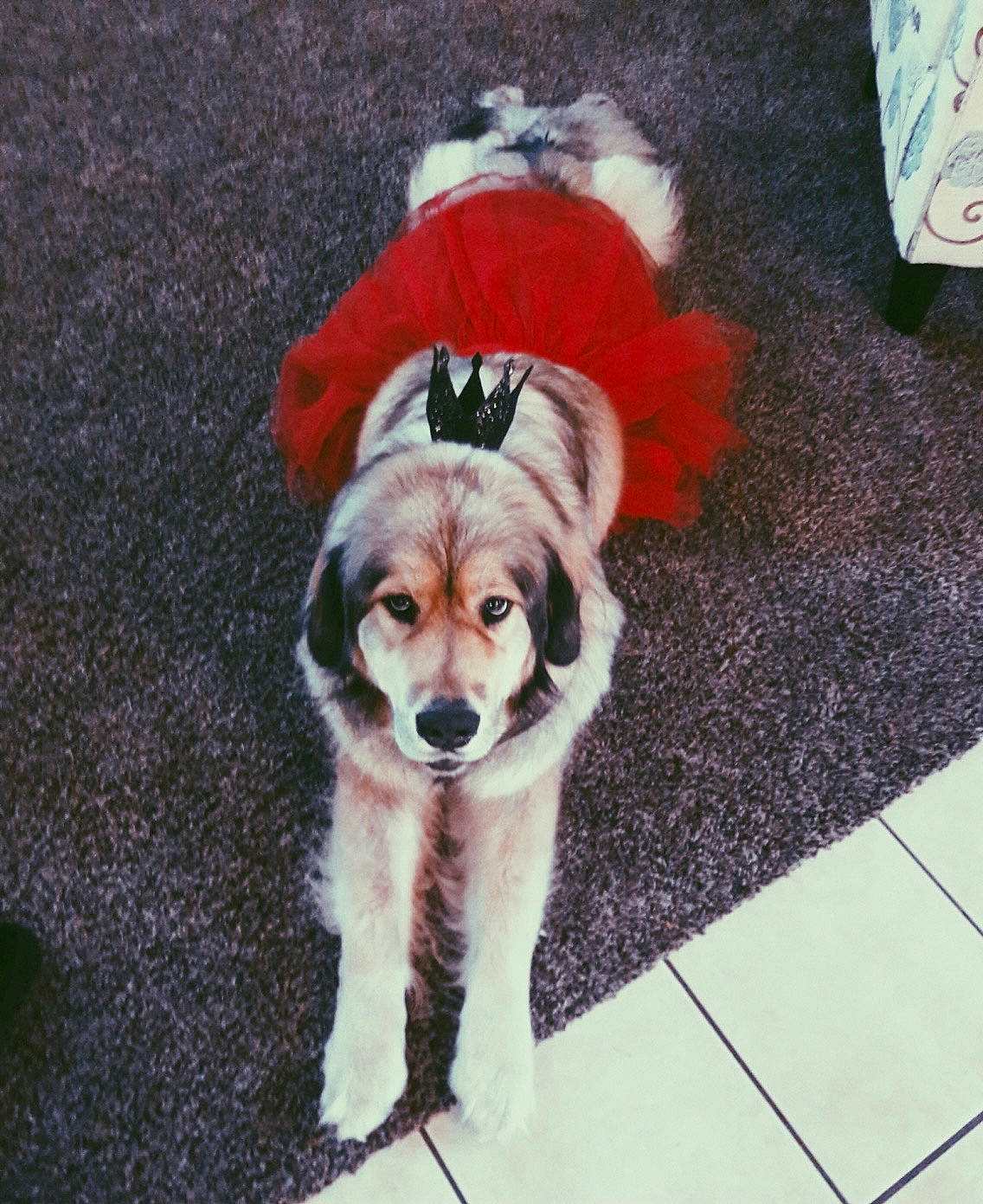 Lottie joined the competition — help win amazing prizes! canidae, carnivore, companion_dog, dog, dog_breed, dog_clothes, dog_supply, eyewear, fashion_accessory, fawn, flooring, fur, leash, pet_supply, road_surface, snout, sporting_group, tail, toy_dog, working_animal