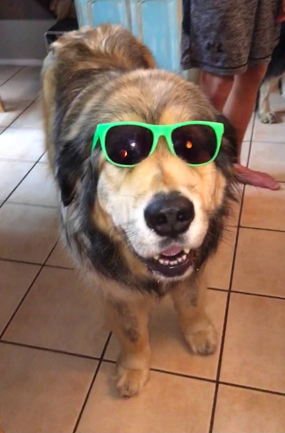 Lottie joined the competition — help win amazing prizes! carnivore, collar, companion_dog, dog, dog_breed, dog_collar, dog_supply, eyewear, fawn, flooring, glasses, goggles, leash, pet_supply, shorts, snout, tile_flooring, toy_dog, vision_care, whiskers