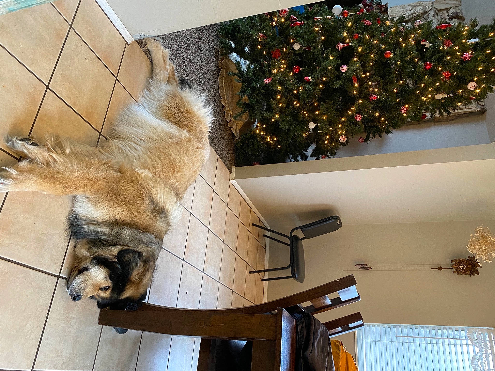 Lottie joined the competition — help win amazing prizes! canidae, christmas_decoration, christmas_ornament, christmas_tree, companion_dog, event, fawn, felidae, fur, hardwood, holiday, holiday_ornament, living_room, ornament, room, sporting_group, tail, tree, wildlife, wood