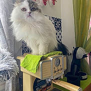 Amy a rejoint le concours — aidez-le/la à gagner de superbes lots ! cat, fluffy_cat, espresso_machine, kitchen, green_cloth, curtains, coffee_maker, patterned_tiles, appliance, feline, pet, indoor, domestic_animal, white_cat, gray_cat, wooden_handle, countertop, decor, window, cozy