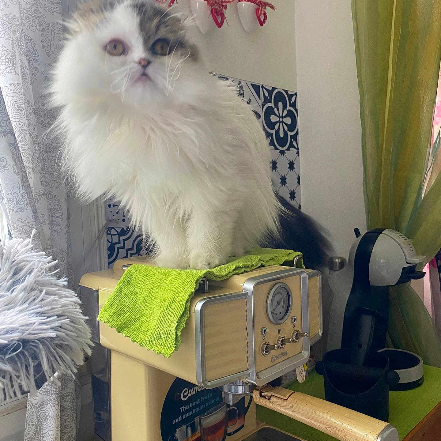Amy a rejoint le concours — aidez-le/la à gagner de superbes lots ! cat, fluffy_cat, espresso_machine, kitchen, green_cloth, curtains, coffee_maker, patterned_tiles, appliance, feline, pet, indoor, domestic_animal, white_cat, gray_cat, wooden_handle, countertop, decor, window, cozy