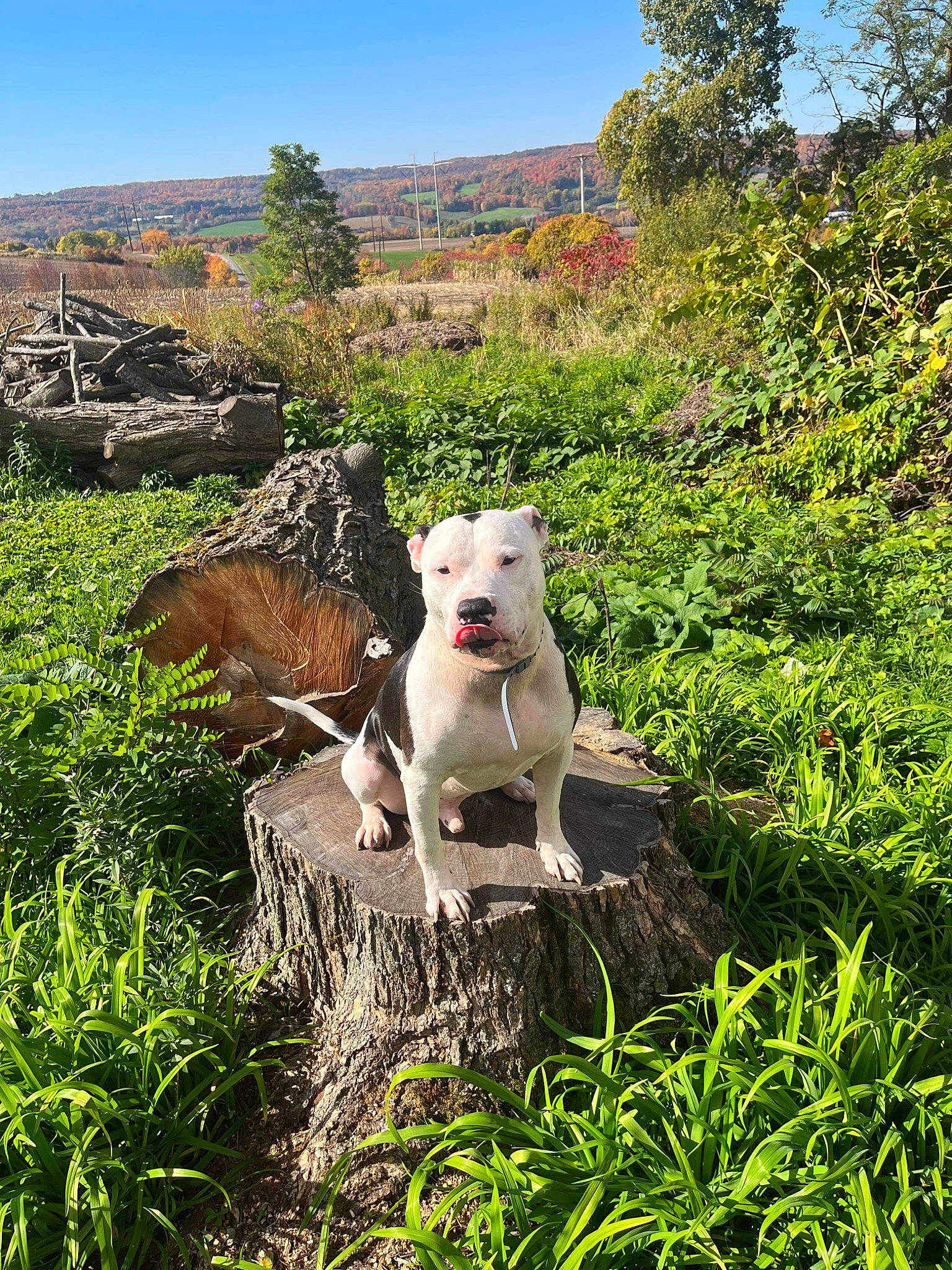Ryder joined the competition — help win amazing prizes! adventure, art, carnivore, collar, companion_dog, dog, dog_breed, fawn, grass, grassland, landscape, meadow, mountain, natural_landscape, pasture, plant, shrub, sky, tree, working_animal