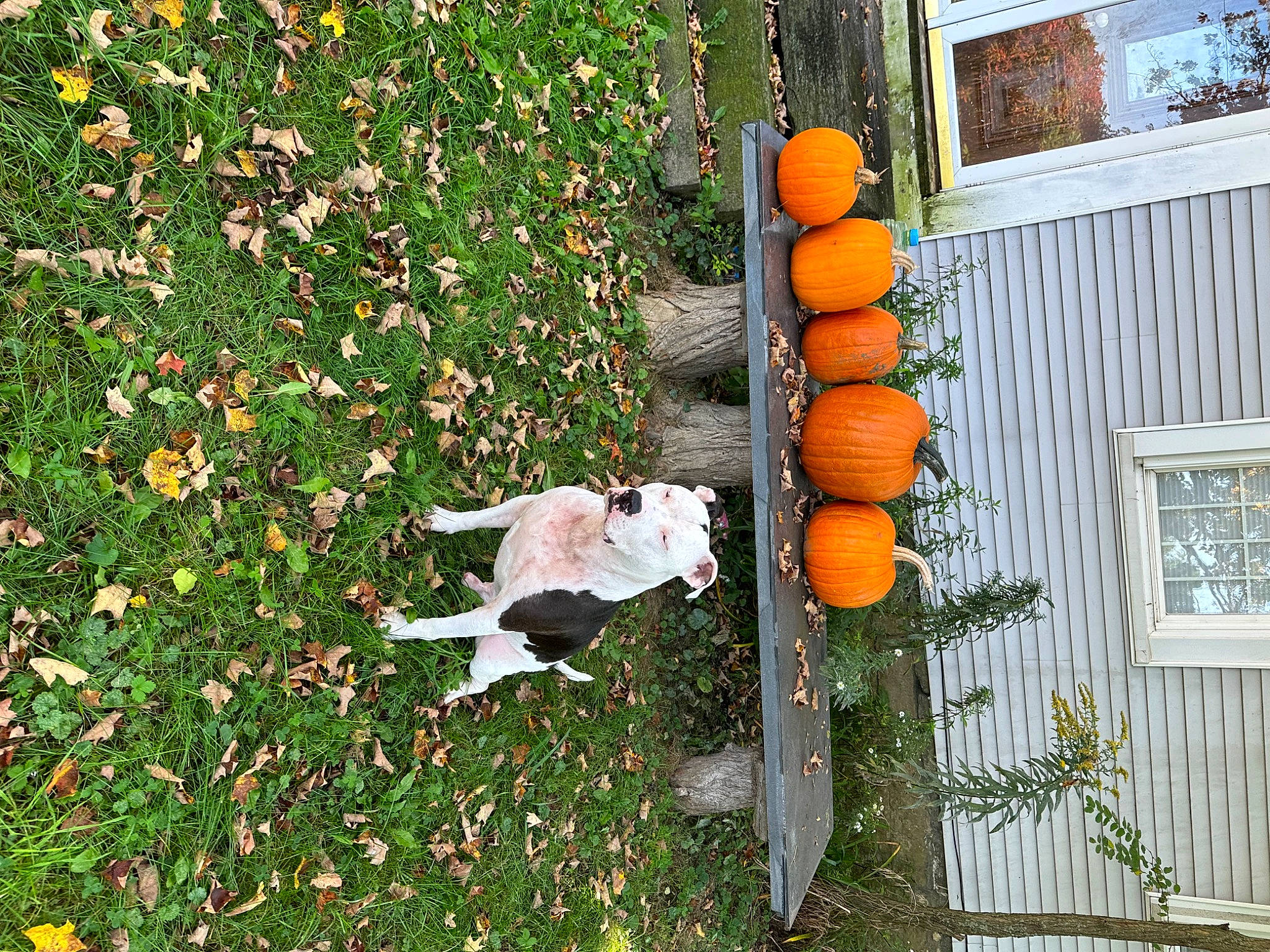 Ryder joined the competition — help win amazing prizes! botany, building, calabaza, citrus, cucurbita, fruit, gourd, grass, groundcover, natural_foods, orange, plant, pumpkin, shrub, tail, vegetable, window, winter_squash, wood, woody_plant