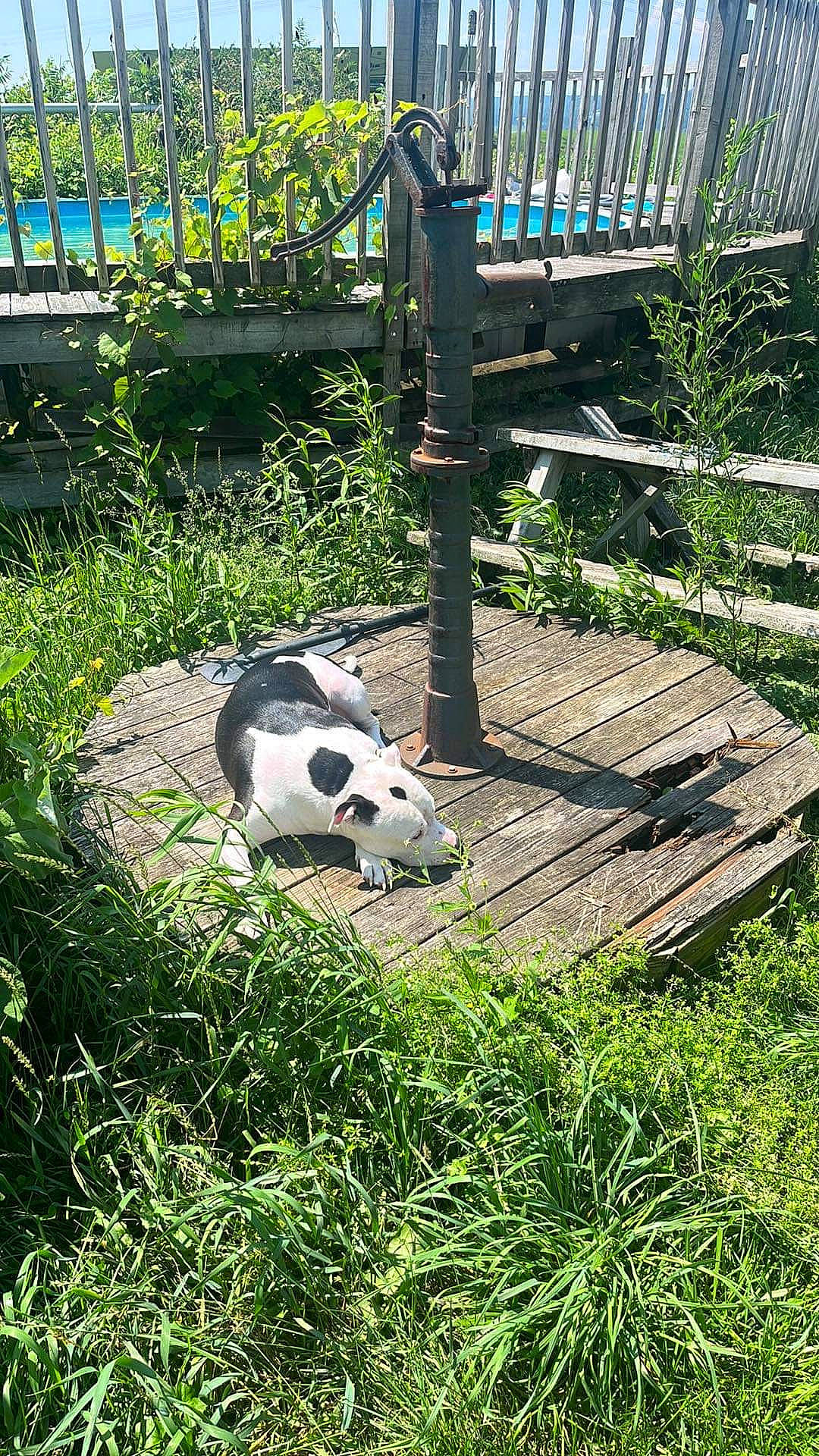 Ryder is registered to the contest to win money with this photo: automotive_wheel_system, ball, carnivore, companion_dog, dalmatian, dog_breed, fence, football, grass, grassland, groundcover, landscape, lawn, leisure, panda, plant, shrub, snout, sporting_group, terrestrial_animal