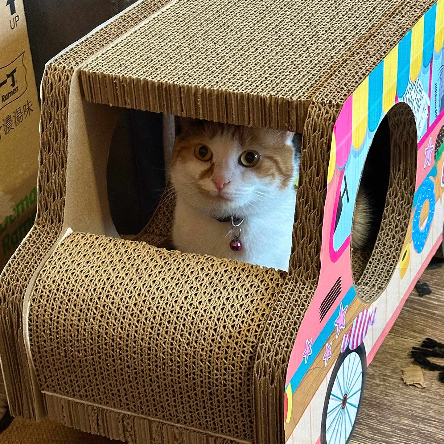 Kedi