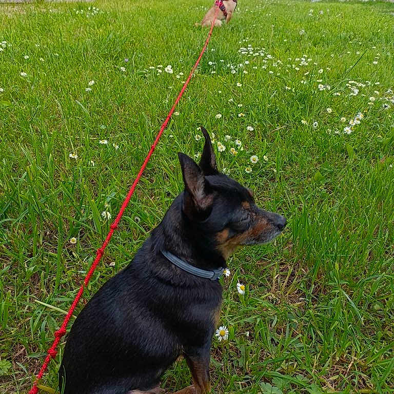 Mitra a rejoint le concours — aidez-le/la à gagner de superbes lots ! accessories, animal, architecture, backyard, canine, chihuahua, dog, flower, grass, herbal, herbs, lawn, leash, nature, outdoors, pet, plant, puppy, strap, yard