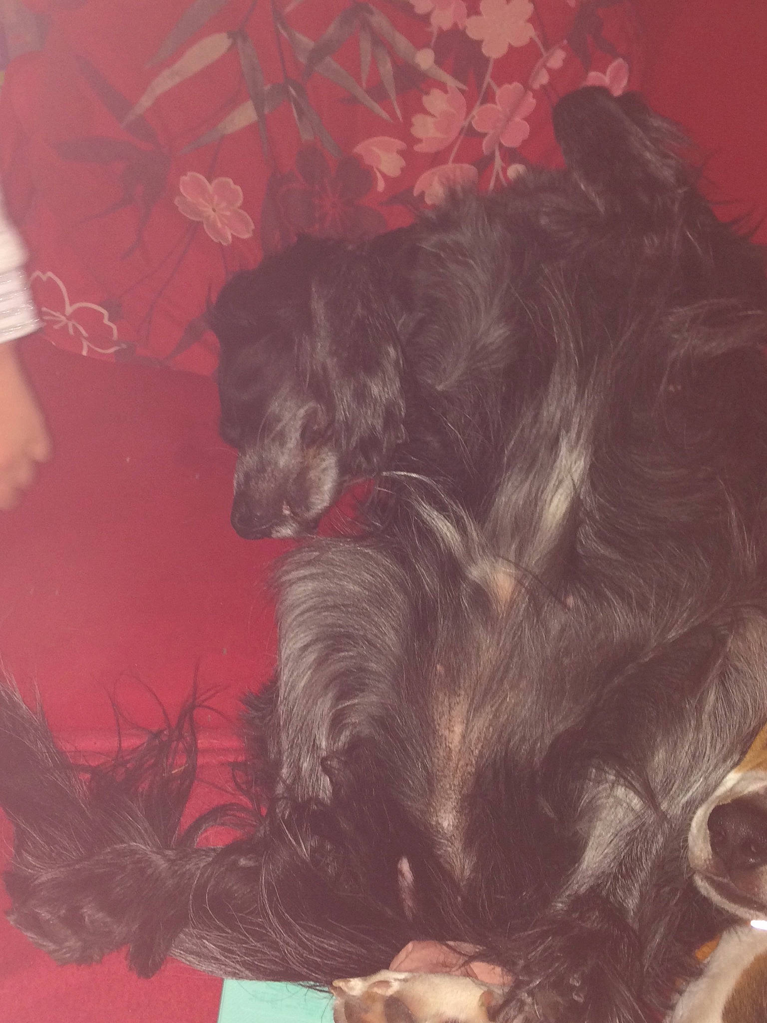 Lola a rejoint le concours — aidez-le/la à gagner de superbes lots ! canidae, carnivore, cloud, comfort, companion_dog, dog, dog_breed, ear, fur, liver, long_hair, nap, paw, schnauzer, snout, sporting_group, tail, terrier, toy_dog, working_animal