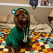 Autumn is registered to the contest to win money with this photo: animal, bed, bedroom, blanket, brown_dog, clothing, cozy, cute, dog, furniture, green_hoodie, hoodie, indoor, lamp, looking_up, patchwork_quilt, pet, pillow, puppy, sitting